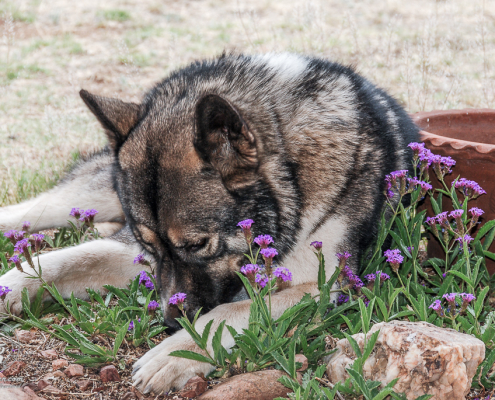 Hachi laying in the flower bed surrounded by purple blooms.