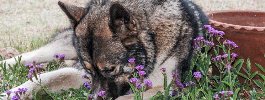 Hachi laying in the flower bed surrounded by purple blooms.