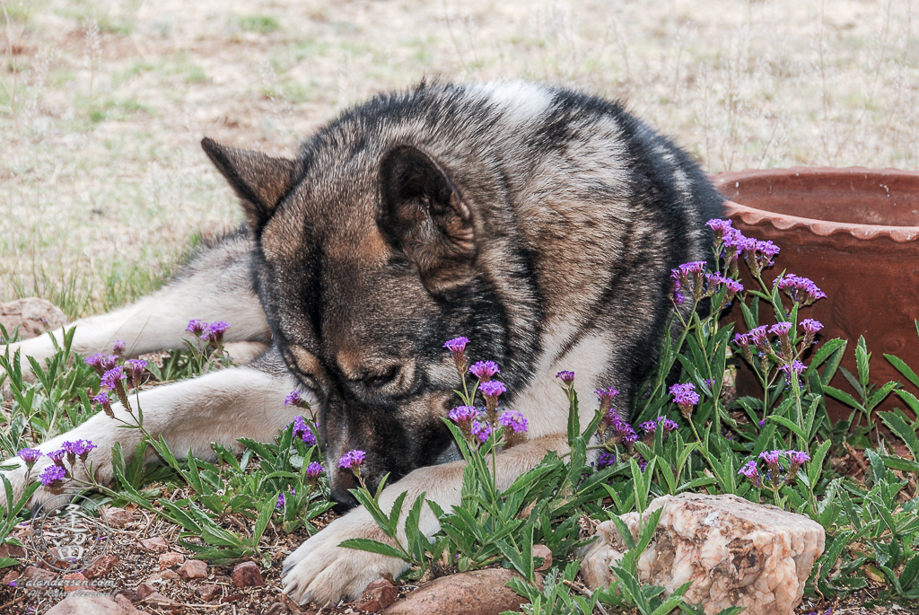 Hachi laying in the flower bed surrounded by purple blooms.