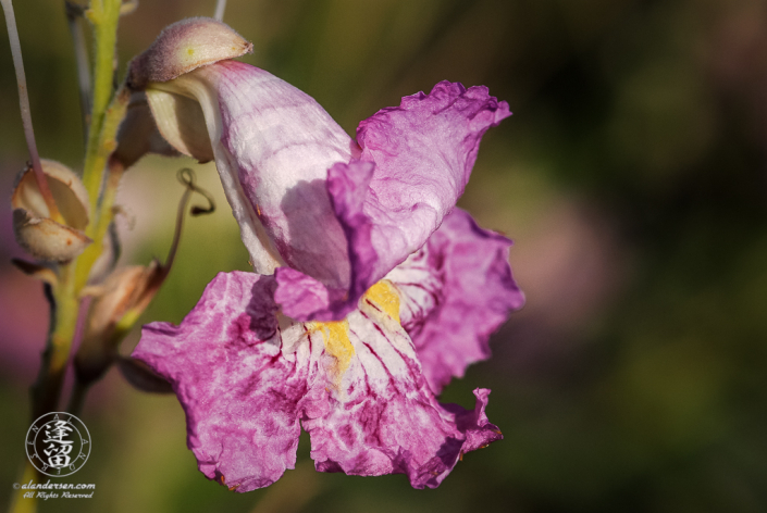 Closeup of a Desert Willow (Chilopsis linearis) flower.