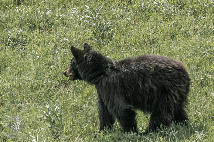 Nervous Black Bear (Ursus americanus) in meadow.