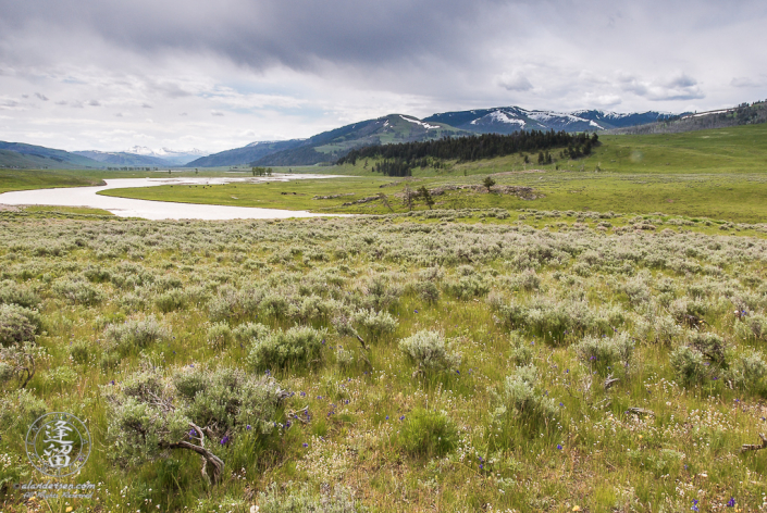Muddy river winding through grassland and sagebrush in Yellowstone National Park's Lamar Valley.