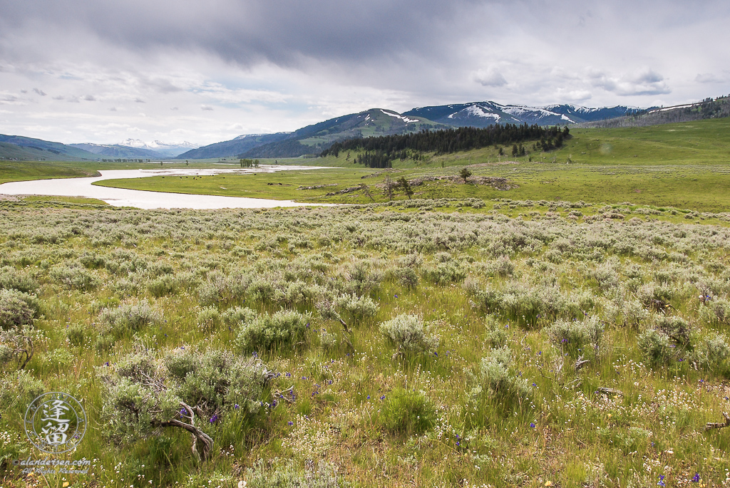 Muddy river winding through grassland and sagebrush in Yellowstone National Park's Lamar Valley.
