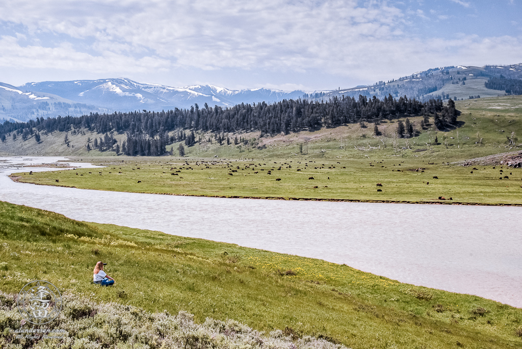 Woman watching herd of Bison (Bison bison) across the Lamar River.