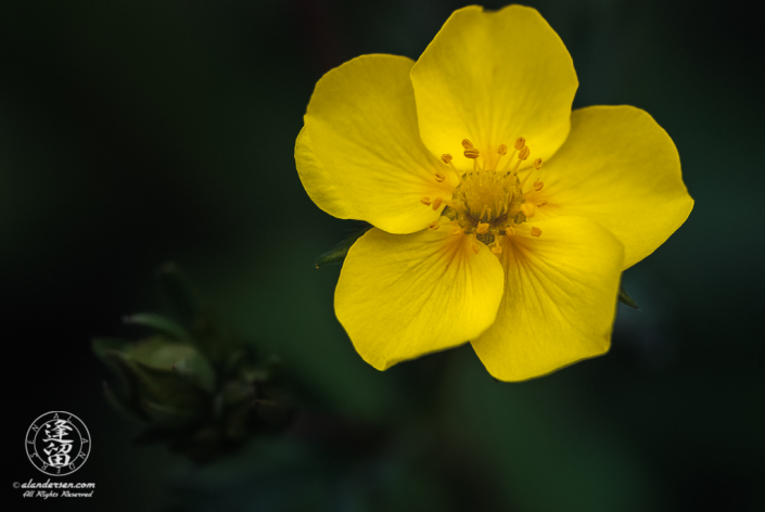 Looking down on a yellow Shrubby Cinquefoil (Dasiphora fruticosa).