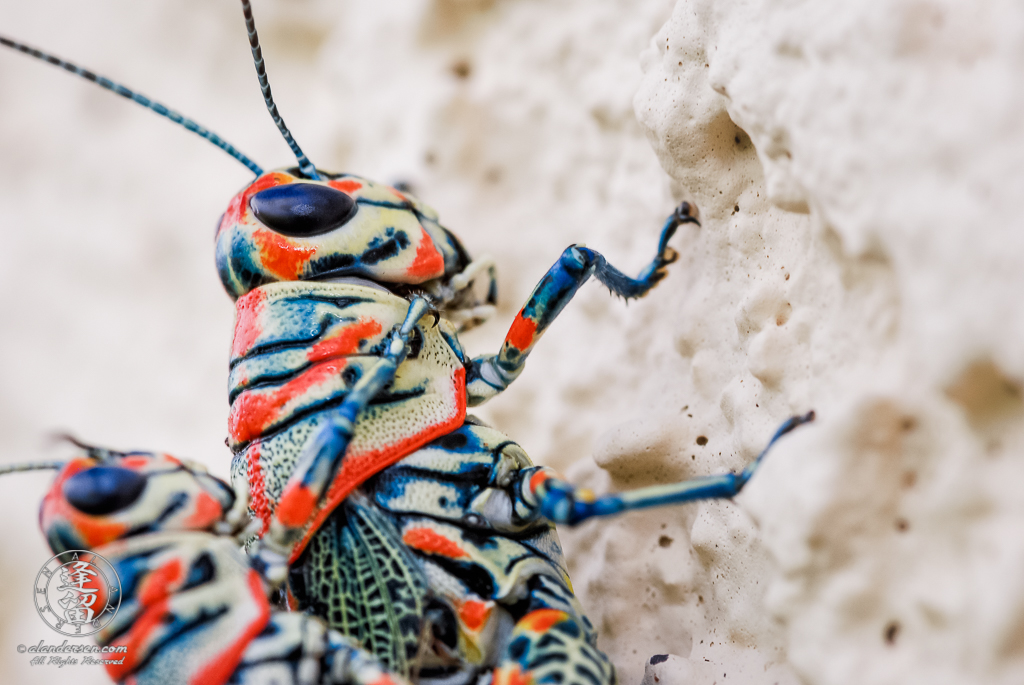 Closeup of Painted Grasshoppers (Dactylotum bicolor) on pale yellow textured stucco.