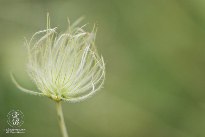 Feathery Apache Plume (Fallugia paradoxa) bloom.