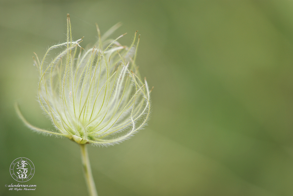 Feathery Apache Plume (Fallugia paradoxa) bloom.