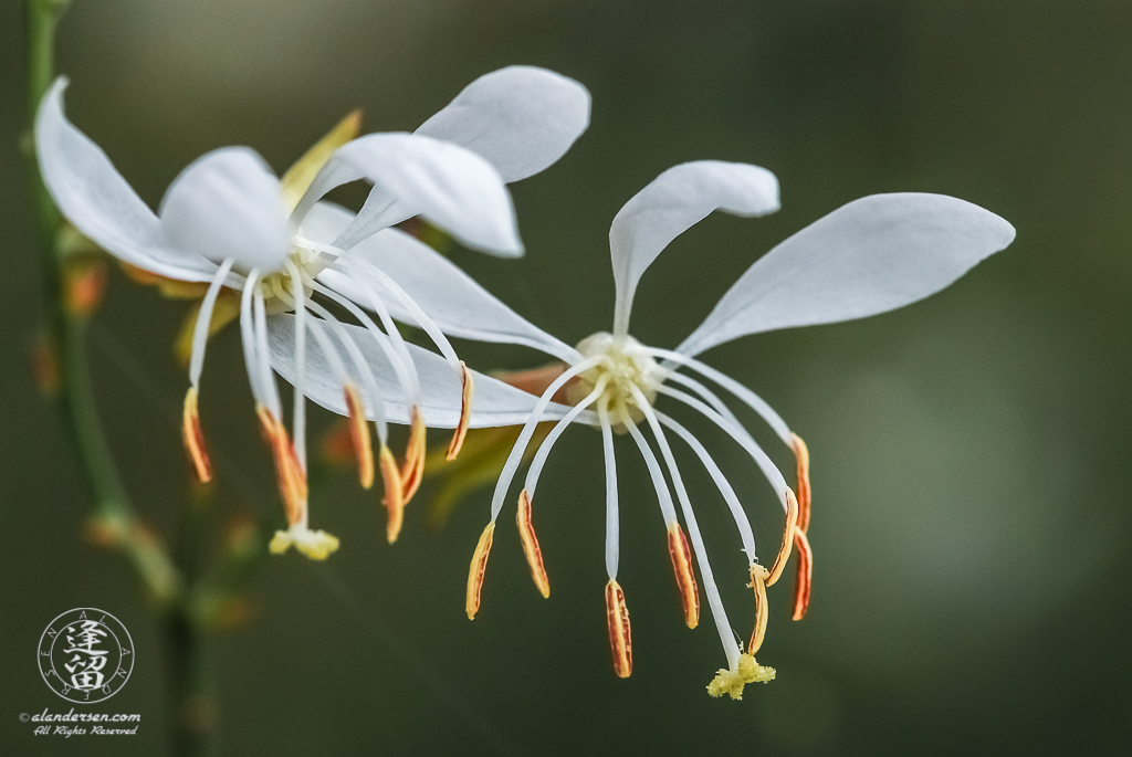 White Butterfly Guara (Gaura lindheimeri).