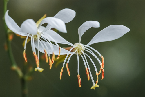 Cover image for Al Andersen Photogaphy's Wildflower Gallery.