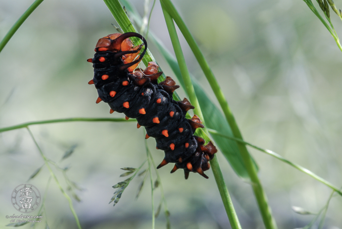 Pipevine Swallowtail (Battus philenor) caterpillar eating blade of grass.