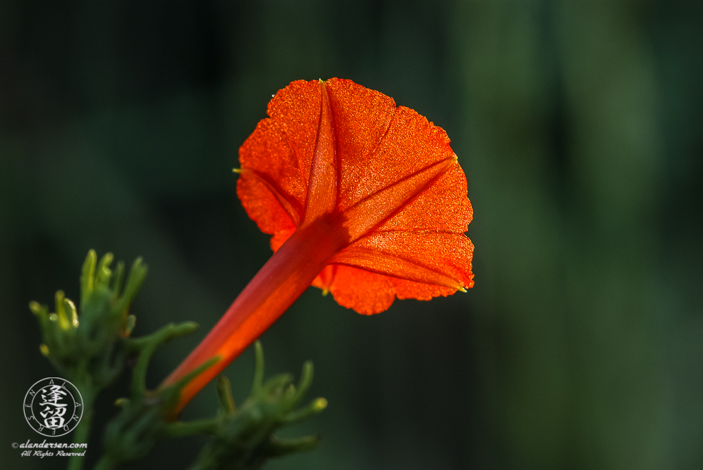 Back-lit underside of a Trans-pecos morning glory (Ipomoea cristulata).