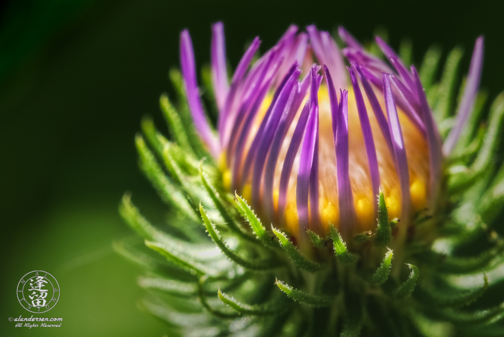 Purple Aster (Dieteria canescens) folded up.