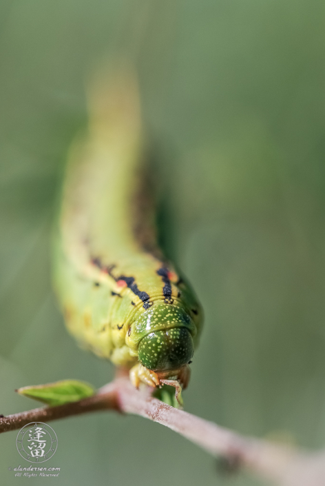 Closeup of White-lined Sphinx moth (Hyles lineata) using very narrow depth-of-field.