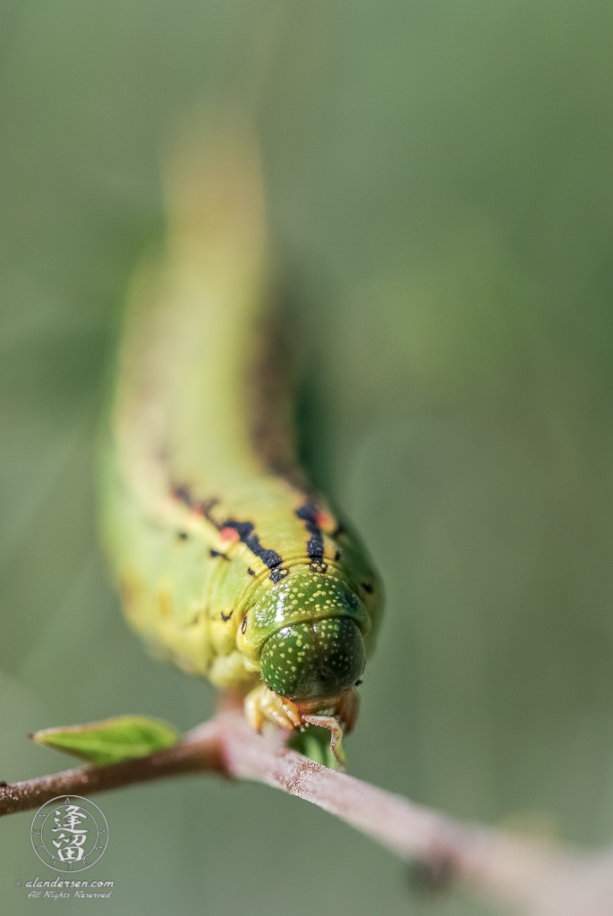 Closeup of White-lined Sphinx moth (Hyles lineata) using very narrow depth-of-field.