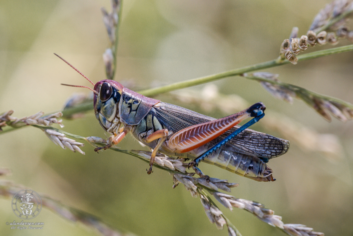 Closeup of colorful grasshopper (Melanoplus aridus) sitting on grass stem.