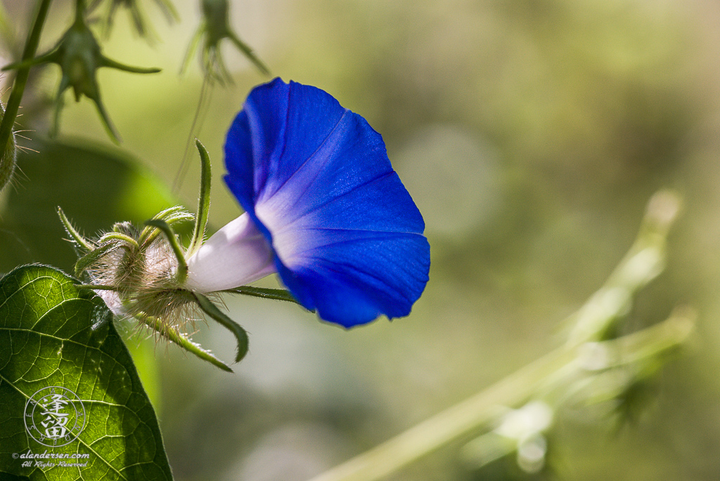 Ivyleaf Morning Glory (Ipomoea hederacea) hiding in shadows from morning sun.