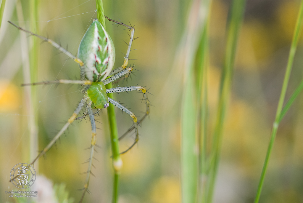 Lynx Spider (Peucetia viridans) hanging upside down in green grass.