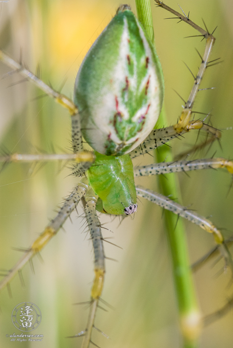 Lynx Spider (Peucetia viridans) hanging upside down in green grass.