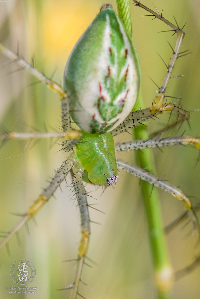 Lynx Spider (Peucetia viridans) hanging upside down in green grass.