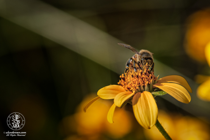 Closeup of pollen-covered bee gathering more pollen from wildflower.