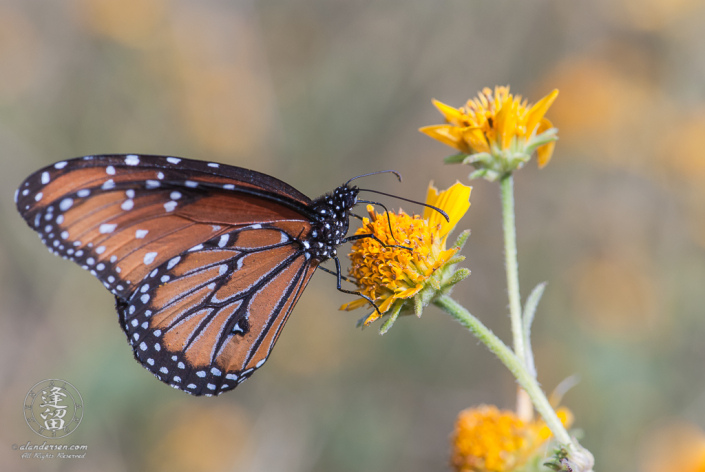 Queen Butterfly (Danaus gilippus) feeding on yellow composite wildflower.