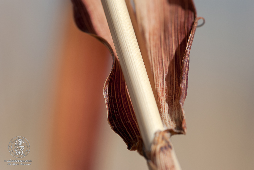 Closeup abstract of a dried grass stalk and its textured blade of grass.