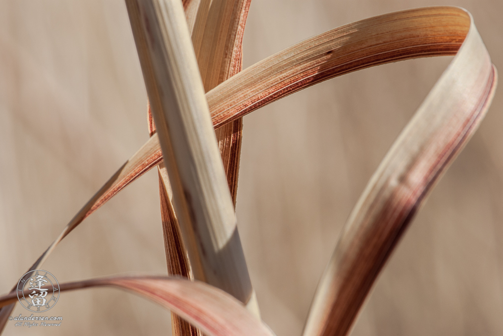 Dried grass blades looking like striated multicolored arching ribbons.