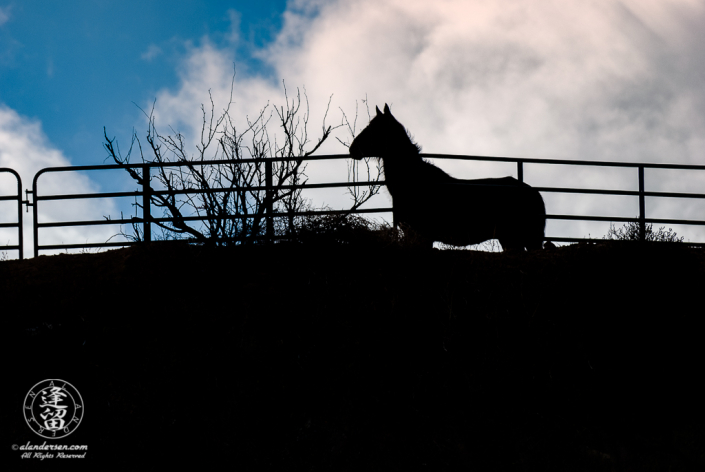 Horse in profile silhouette behind coral fence.