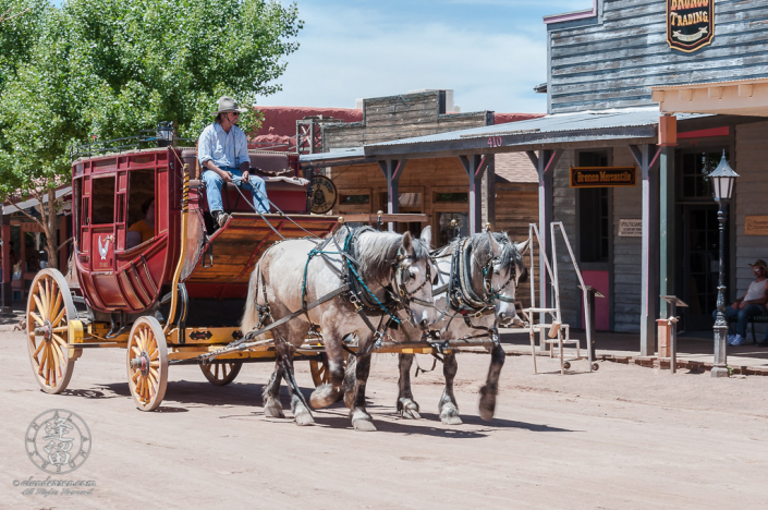 A stagecoach ride for tourists pulled by white horses.