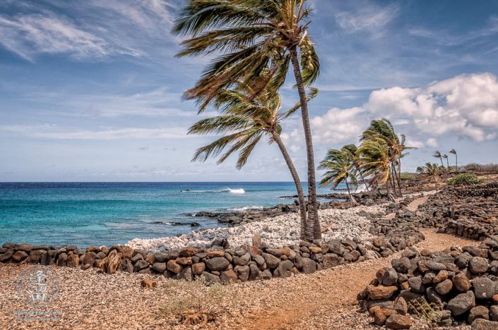 Palm trees bending in winds at Lapakahi State Historical Park.