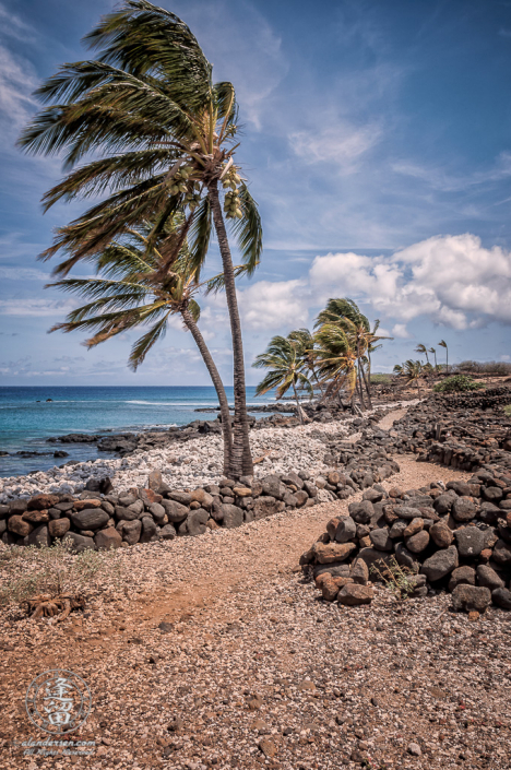 Palm trees bending in winds at Lapakahi State Historical Park.