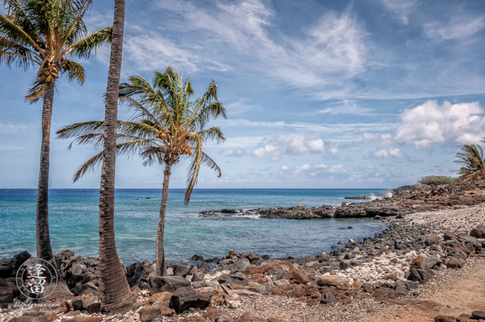 Palm trees bending in winds at Lapakahi State Historical Park.