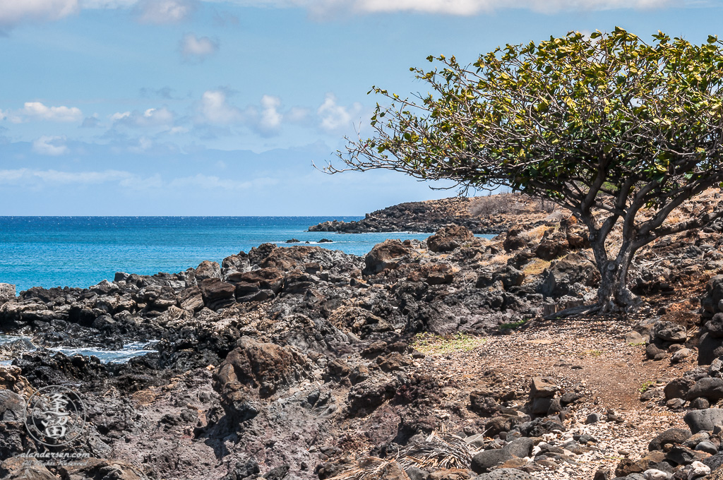 Lone tree dominates rocky volcanic shoreline of Lapakahi State Historic Park.