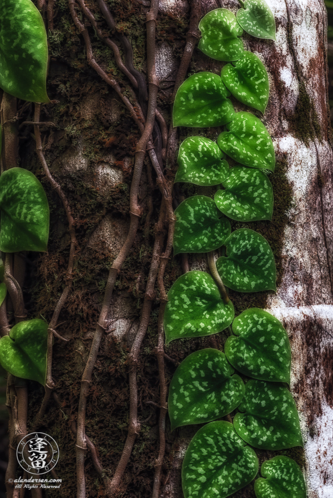 Little green vine (Scindapsus pictus) growing up side of tree.