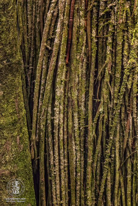 Closeup abstract of moss-covered palm tree roots.