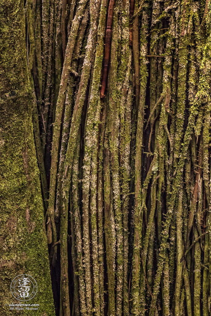 Closeup abstract of moss-covered palm tree roots.