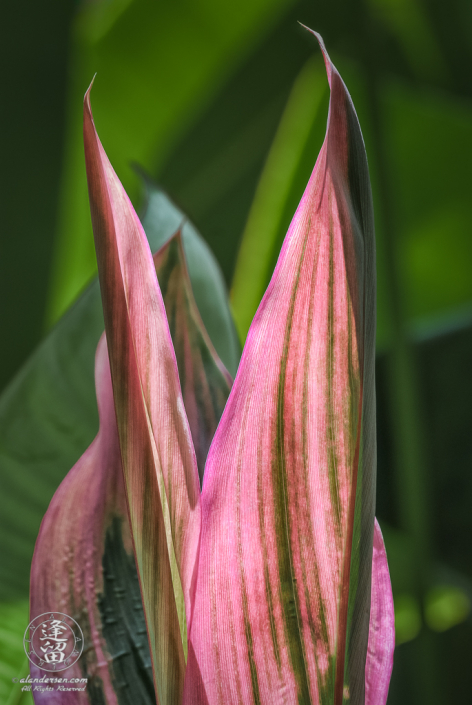 Hawaiian Ti (Cordyline terminalis or Cordyline fruticosa).