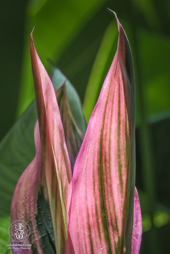 Hawaiian Ti (Cordyline terminalis or Cordyline fruticosa).