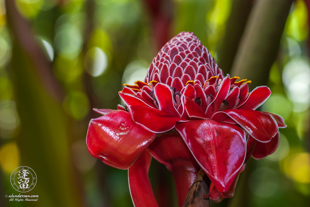 Large red Torch Ginger (Etlingera elatior) flower.