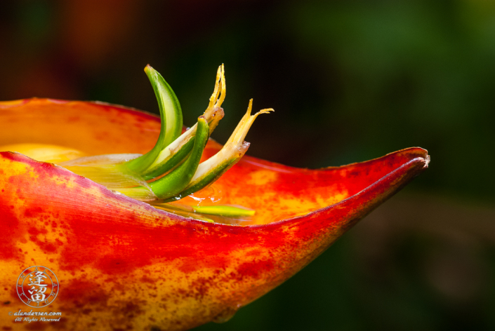 Orange Heliconia bloom set against green background.