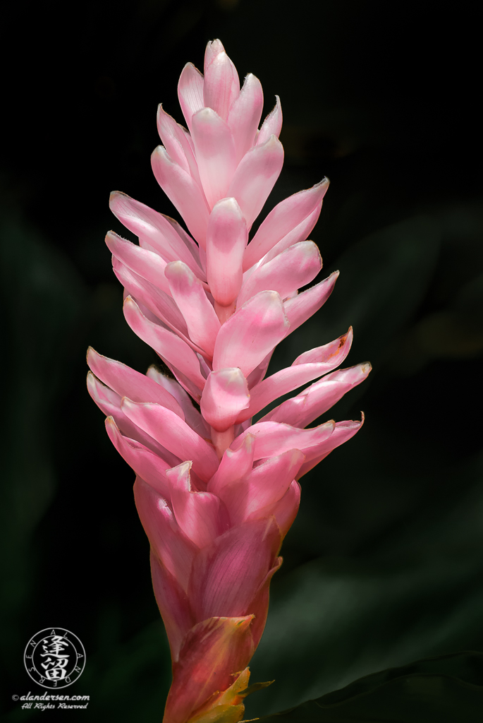 Pink Ginger (Alpinia purpurata) flower with glowing petals.