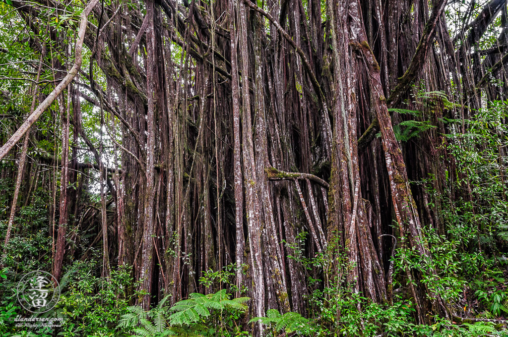 Large Banyan Tree near Akaka Falls.