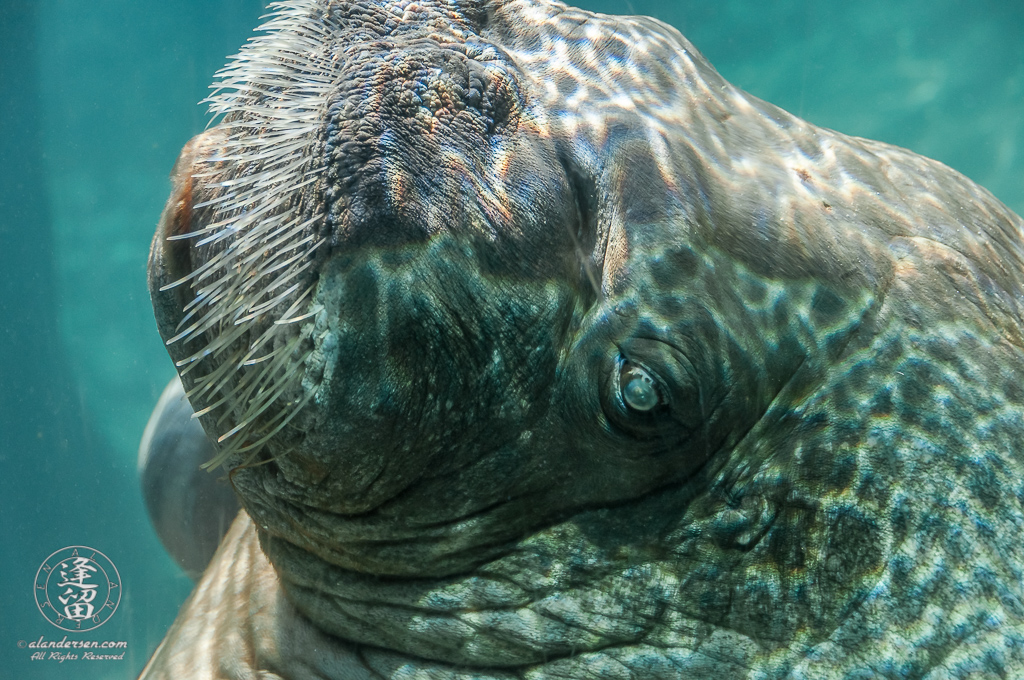 E.T. the walrus (Phoca rosmarus) portrait.