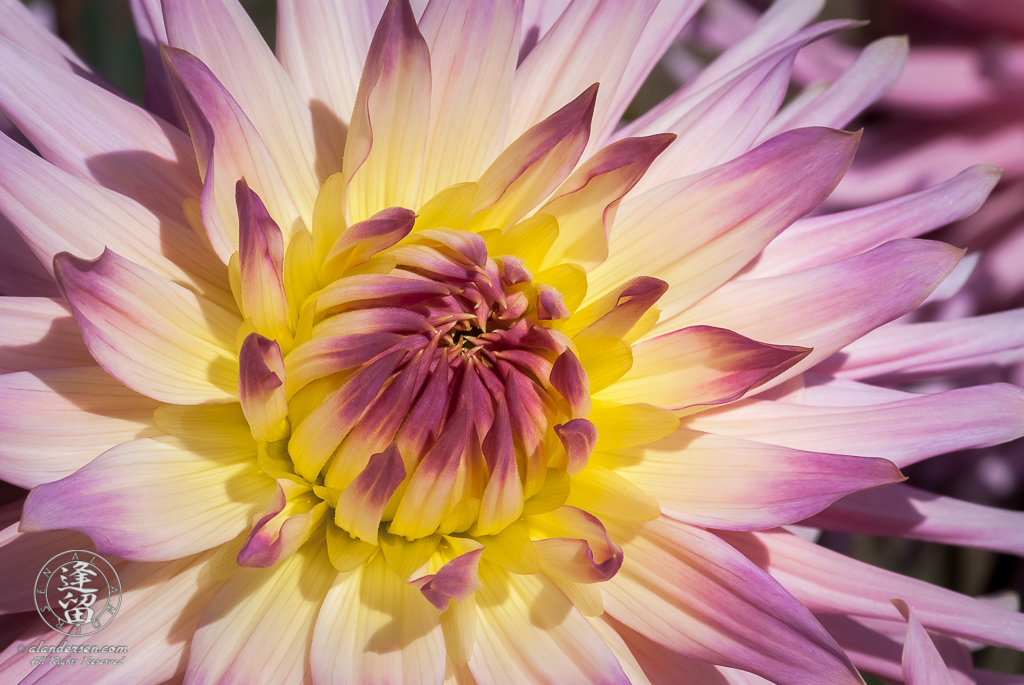 Unfurling pink and yellow hybrid dahlia blossom.