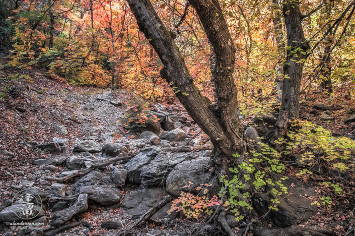 Autumn colors along creek bed in Miller Canyon.