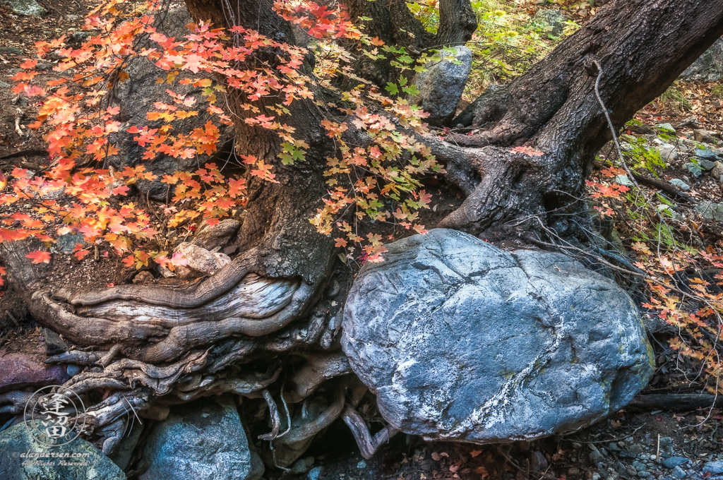 Oak tree roots embracing a boulder.