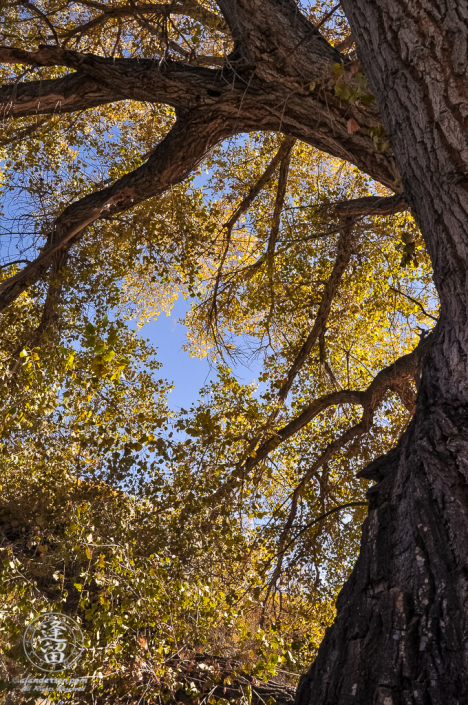 Grand olde Cottonwood tree arching sinuously toward sky.