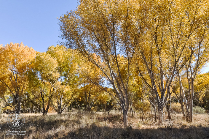 Brilliant yellow cottonwoods set against bright blue sky.