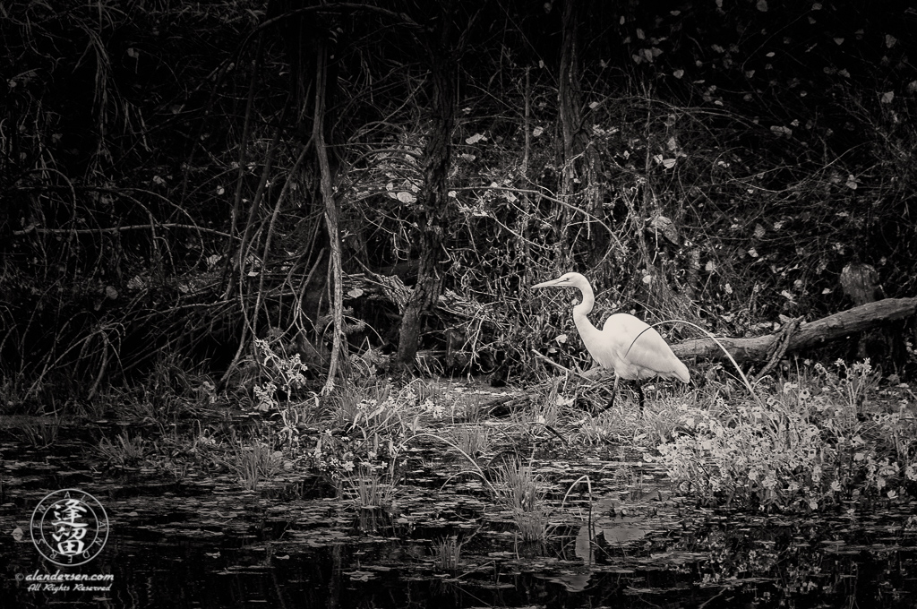 White egret walking through wildflowers looking for meal.